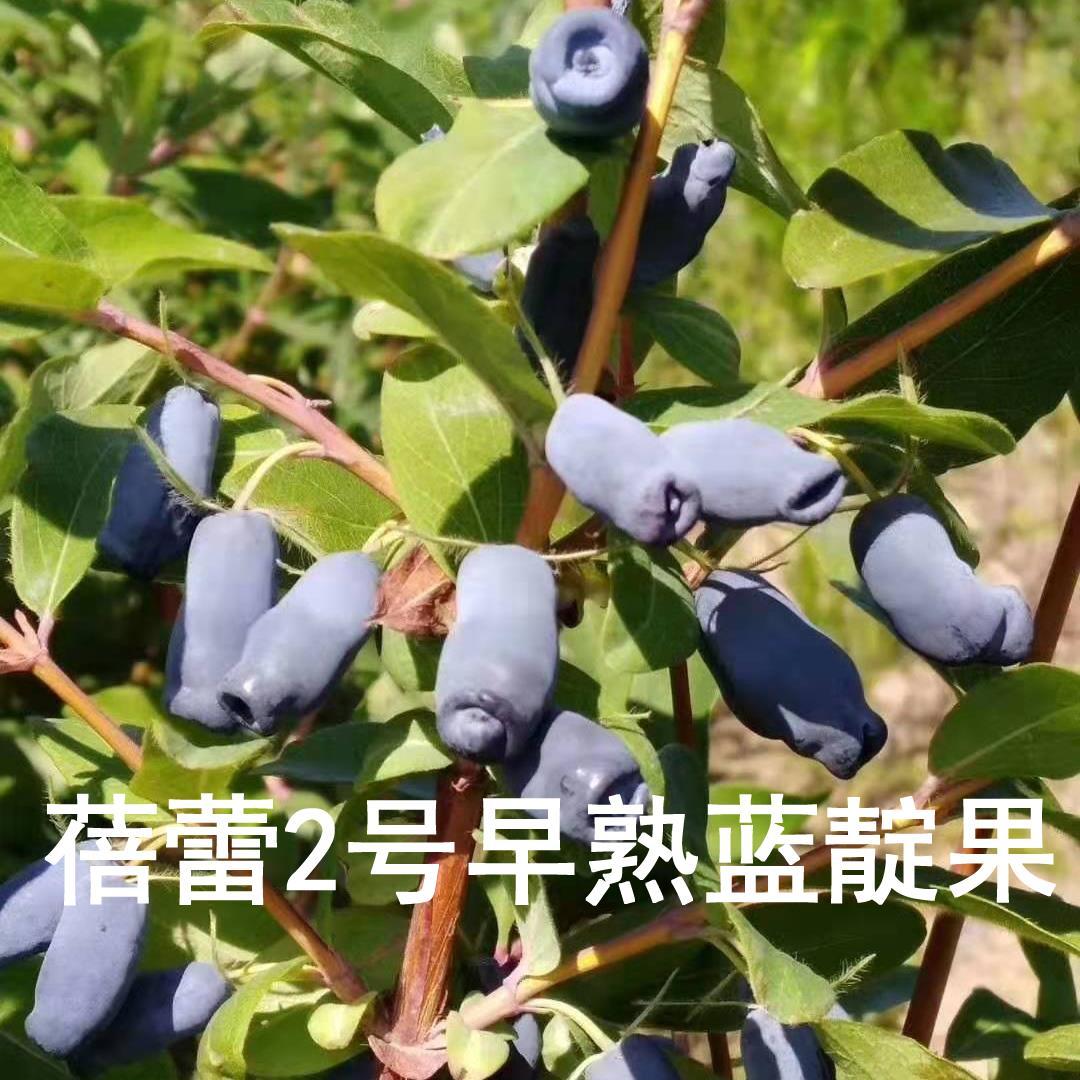 蓝靛果树苗羊奶子黑瞎子果苗山茄子树苗盆栽阳台南北方浆果庭院