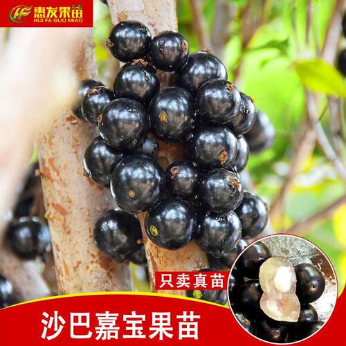 正宗台湾嘉宝果苗树葡萄苗 沙巴四季嘉宝果树葡萄树苗耐寒果树苗