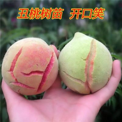 丑桃树苗开口笑果树苗当年新品种嫁接结果南北方盆地种植栽裂口桃