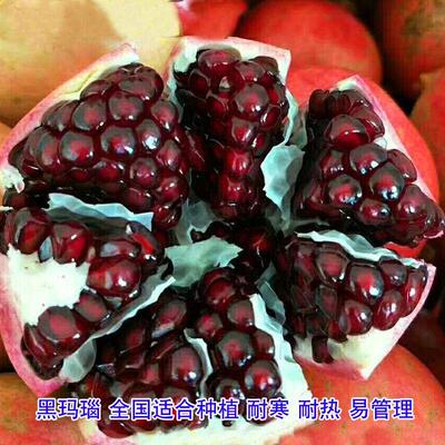 无籽石榴苗突尼斯软籽石榴树苗黑子石榴树果树南北方种植当年结果