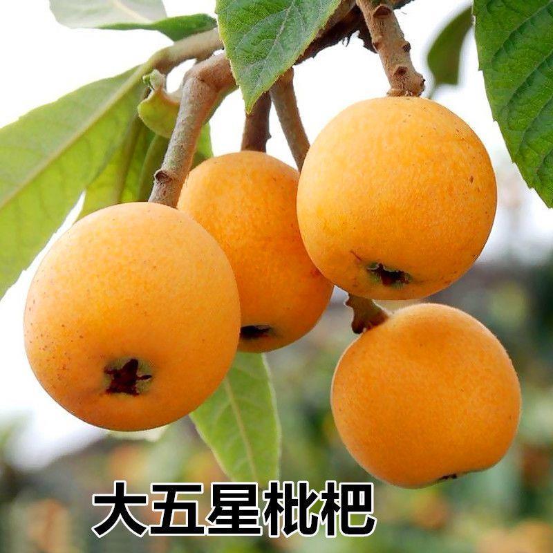 大五星枇杷果苗树盆栽地栽特大嫁接白玉枇杷苗树南北方种当年结果图片