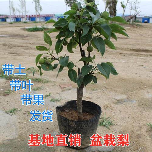 矮化盆栽梨树苗带果带土球南方北方庭院种植果树苗当年结果