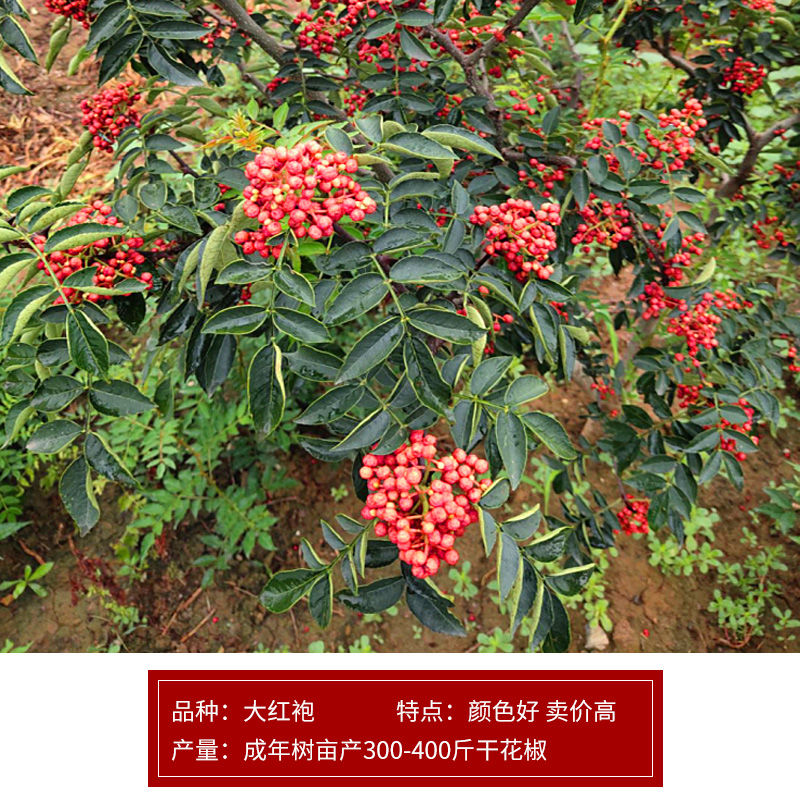 陕西韩城花椒树苗大红袍花椒苗非四川高产无刺少刺盆栽地栽食用图片