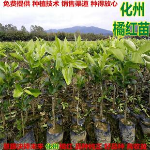 正毛化橘红苗 化州橘红果苗 化州药用特产 桔红树苗橘红嫁接苗结