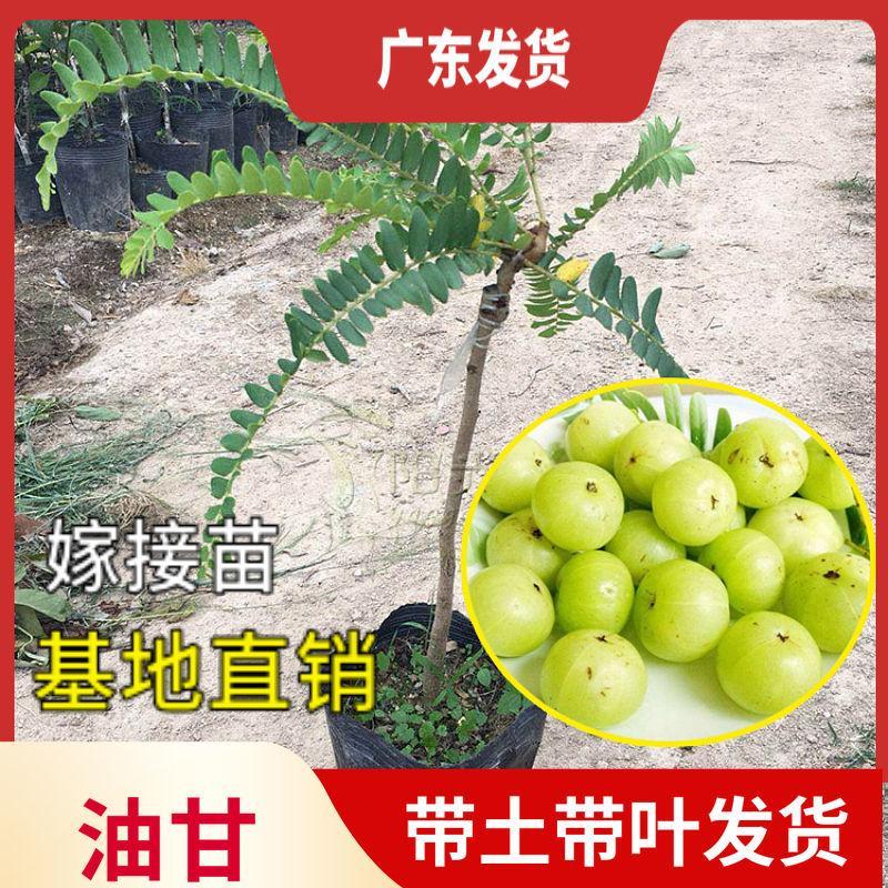 广东油甘果苗余甘果苗大粒嫁接油甘果树苗大粒油甘仔树苗果树苗图片