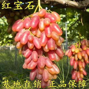 新品种红宝石马奶葡萄苗南北方种植盆栽爬藤提子葡萄树苗果树苗木