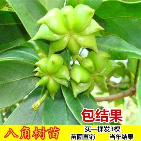 八角树苗大红八角苗特大八角大料茴香苗四季结果树苗大红袍花椒苗