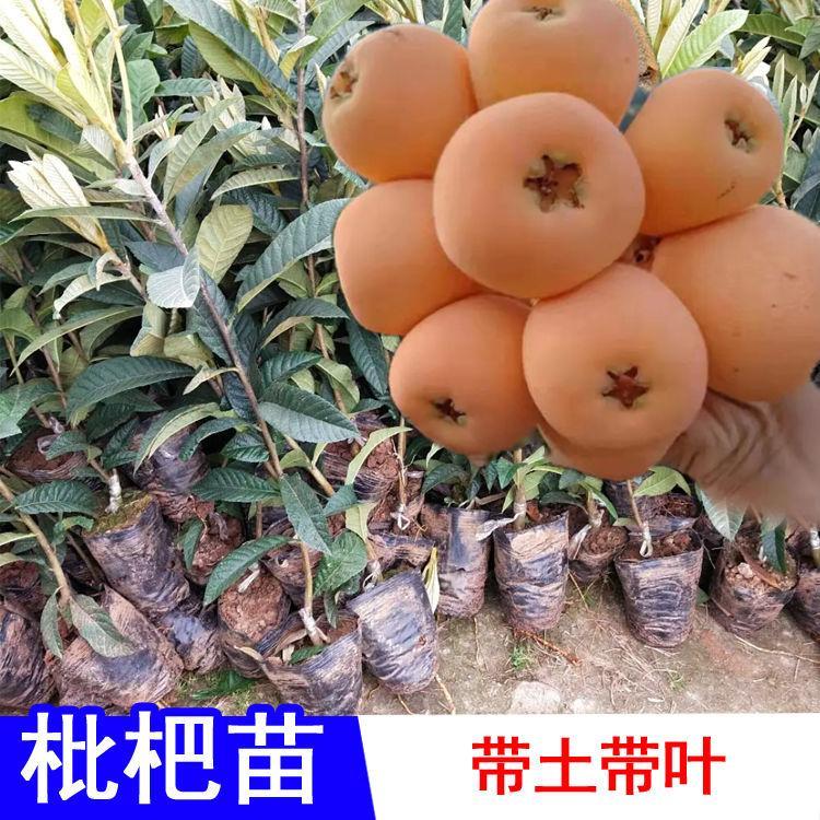 大五星枇杷苗早钟六南北方种植耐寒白玉砂糖嫁接枇杷树苗果树果苗图片
