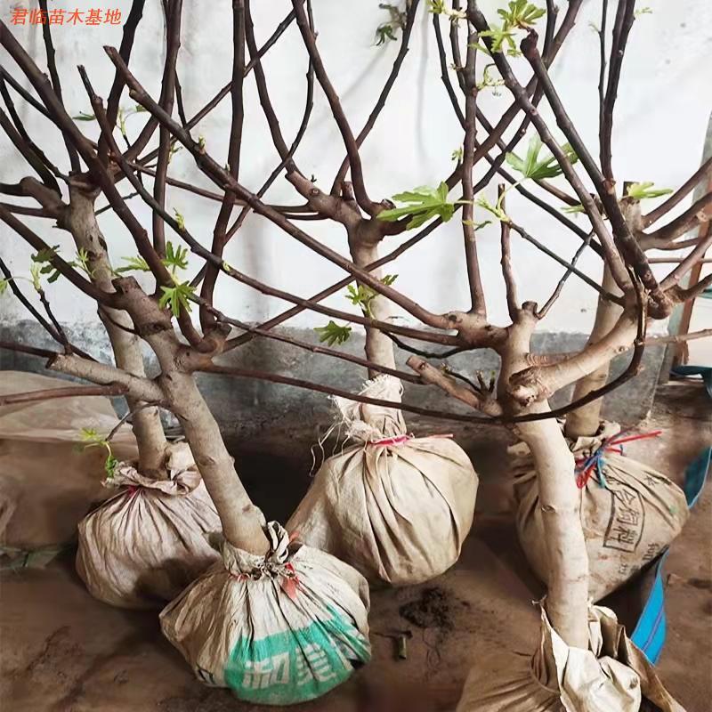 无花果果树果苗老桩带土球发货南北方庭院别墅种植特大无花果苗图片