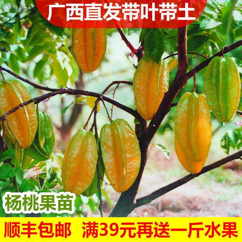 杨桃果苗台湾四季甜脆红杨桃嫁接树苗南方种植当年结果地栽盆栽图片