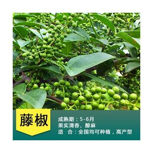 花椒苗树盆栽当年结果大红袍花椒树大苗当年结果无刺花椒带土果苗