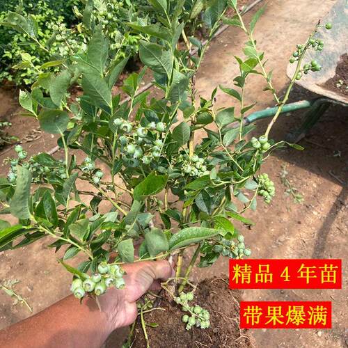 新到精品蓝莓果树苗地栽盆栽4年苗带果爆满带土南北方种植