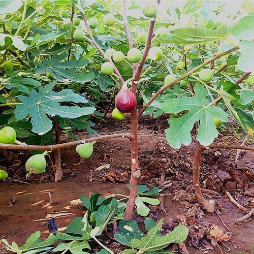无花果树果苗盆栽地栽南北方种植当年结果波姬紫果特大无花果树苗