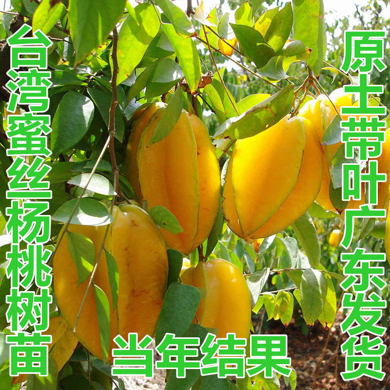 杨桃果树苗 台湾四季甜红杨桃嫁接树苗南方种植当年结果地栽盆栽图片