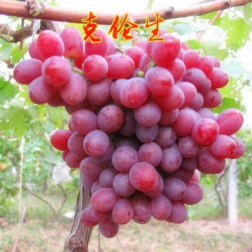 克伦生无核葡萄苗 嫁接苗红提克瑞森葡萄树苗晚熟 新品种果树苗