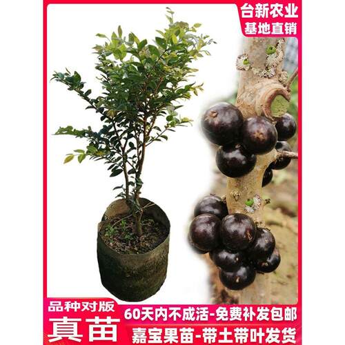 嘉宝果树苗四季红妃嘉宝果苗艾斯卡珍稀名贵树葡萄苗果树当年结果