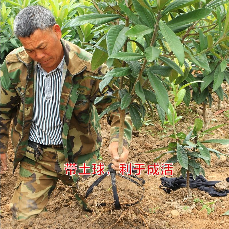 3年生白沙枇杷苗 结果早宁海白软条白玉枇杷果树苗木嫁接带土球图片