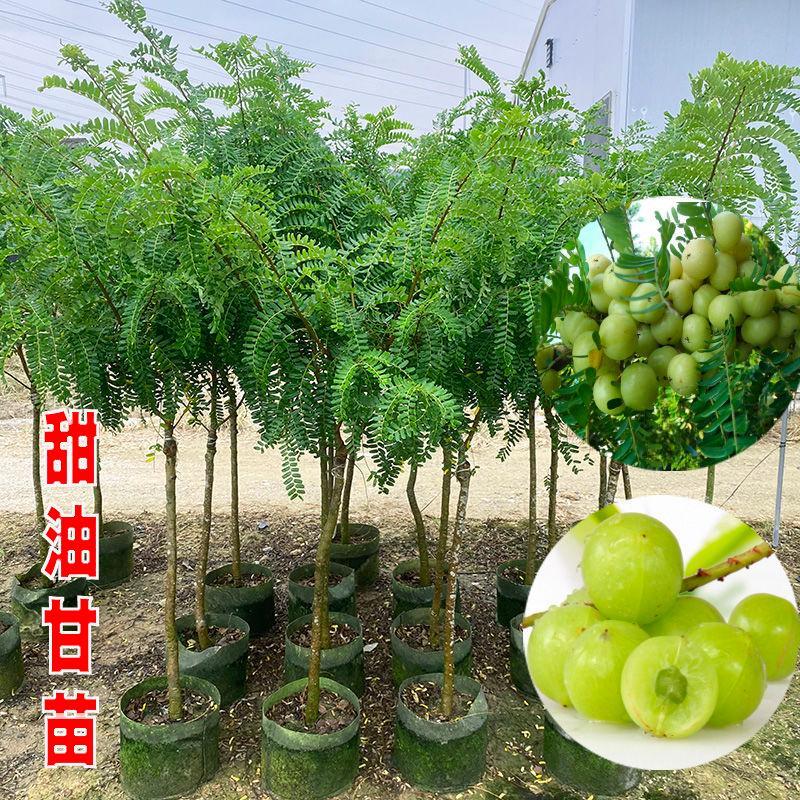 广东油甘果苗余甘大粒嫁接甜油甘树苗油甘仔果树苗耐寒果树苗图片