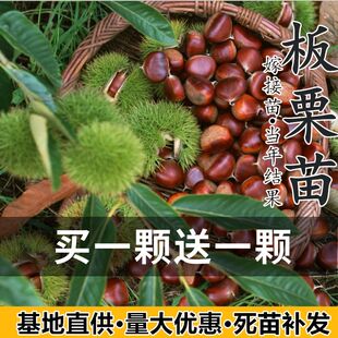 板栗苗嫁接板栗树苗锥栗大红袍迁西红毛盆地栽南北方种植特大高产