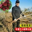 绿丰车厘子树苗正宗烟台大樱桃果树果苗北方南方种植盆栽地栽水果