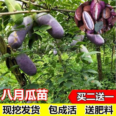 八月瓜苗盆栽地栽紫色八月炸 香蜜瓜果苗当年结果庭院爬藤果树苗