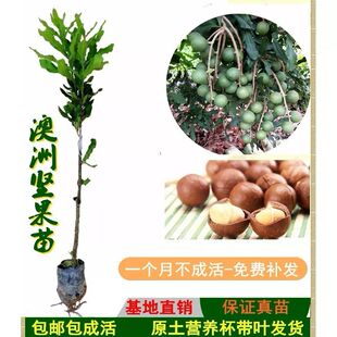 澳洲坚果苗桂热一号嫁接苗坚果果树苗盆栽地栽庭院种植南北方种植