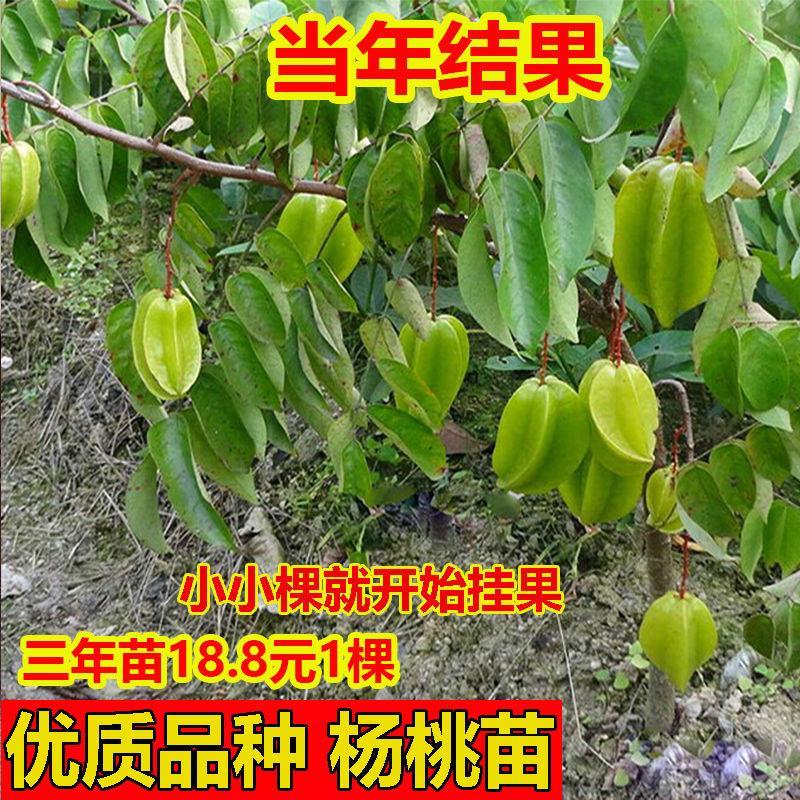 杨桃树苗酸杨桃苗正宗嫁接四季酸甜杨桃果树苗全年可种当年结果图片