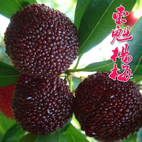 正宗嫁接东魁荸荠水晶杨梅树苗耐寒南北方种植果苗包成活当年结果图片