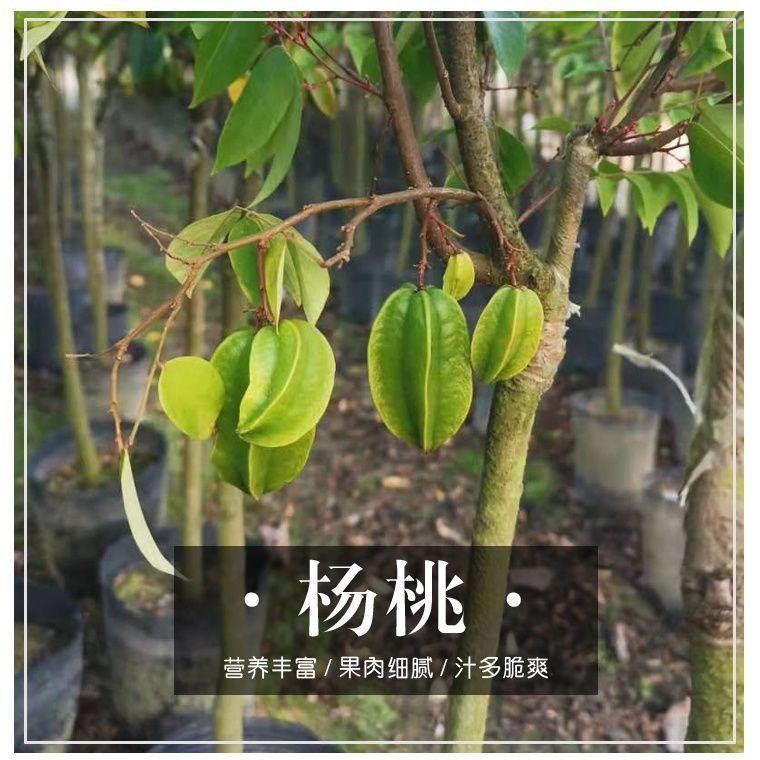 嫁接杨桃树苗 杨桃果树苗 台湾四季结果甜杨桃庭院植物 当年结果图片
