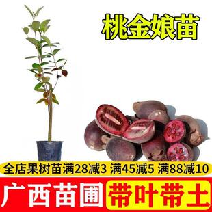 果树捻子树苗果树捻子果苗山捻子苗乌稔桃金娘树苗果苗盆栽棯子苗