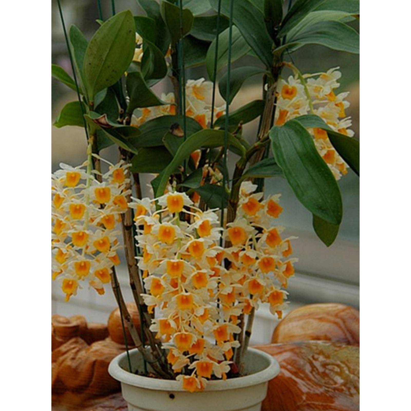 球带石花斛苗石斛盆栽卉附洋兰花苗期生兰40157花绿灯植花石斛花