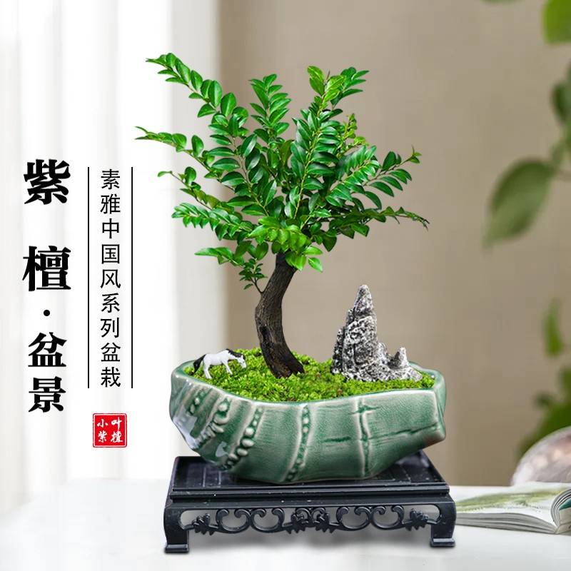 小叶内紫檀桩老植植厅物室几茶盆客办好景公桌树81913面苗季四养