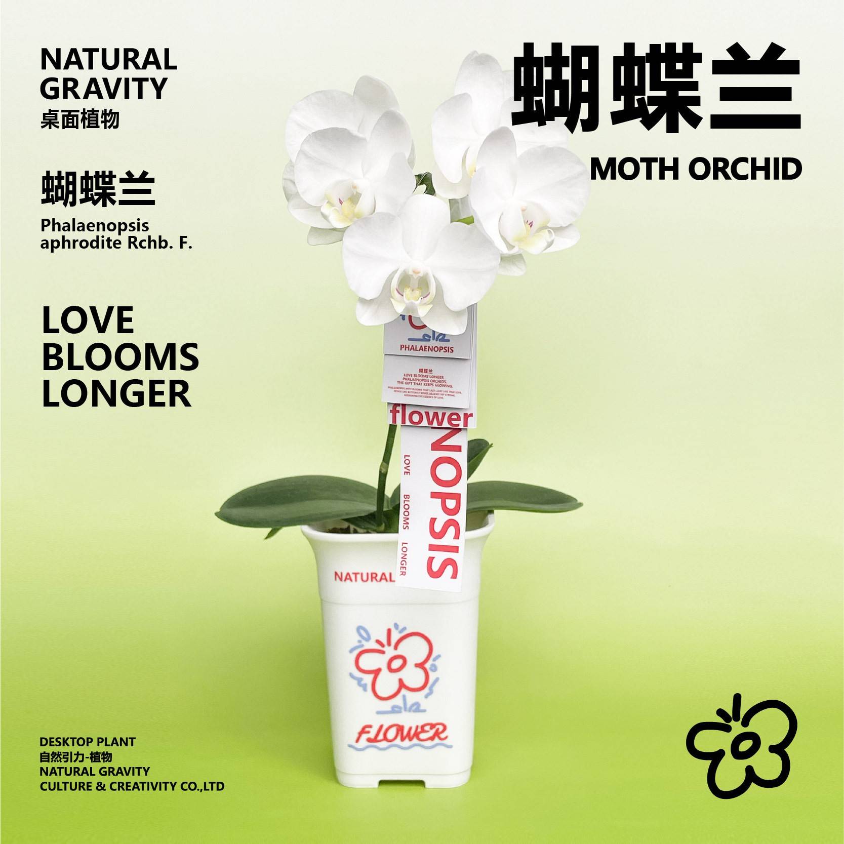 然引力蝴蝶自带兰花盆花-苞绿期年宵花好养40936摆耐活栽植长桌面