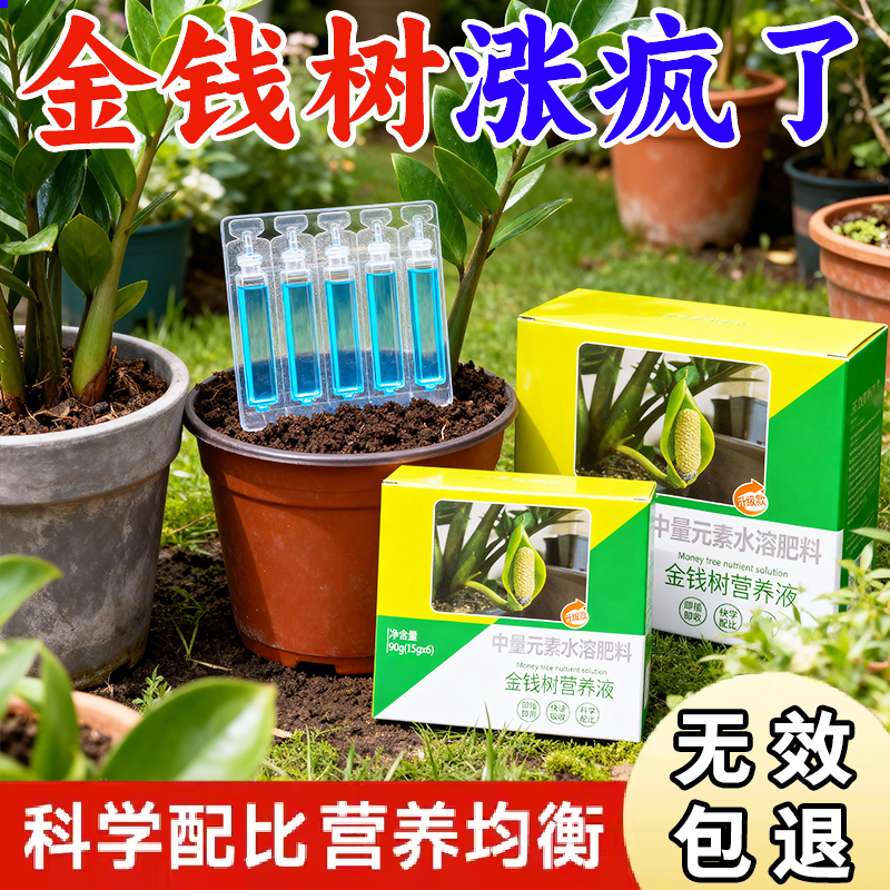 金钱树专用营养液肥料黄叶