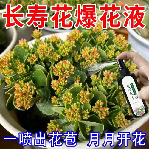 【一喷就开】长寿花专用肥促开花治黄叶增花蕾延花期花多多营养液