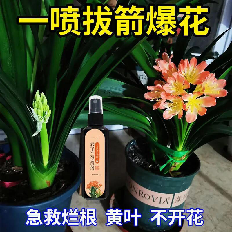 催花剂君子兰快速拔箭专用营养液体肥防黄叶枯萎烂根催开花肥