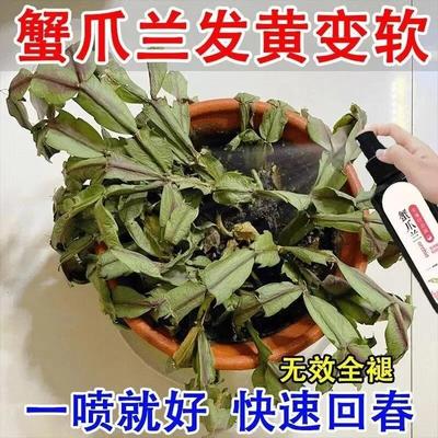 【长疯了】蟹爪兰营养液专治发软干瘪烂根不开花免稀释生根专用肥