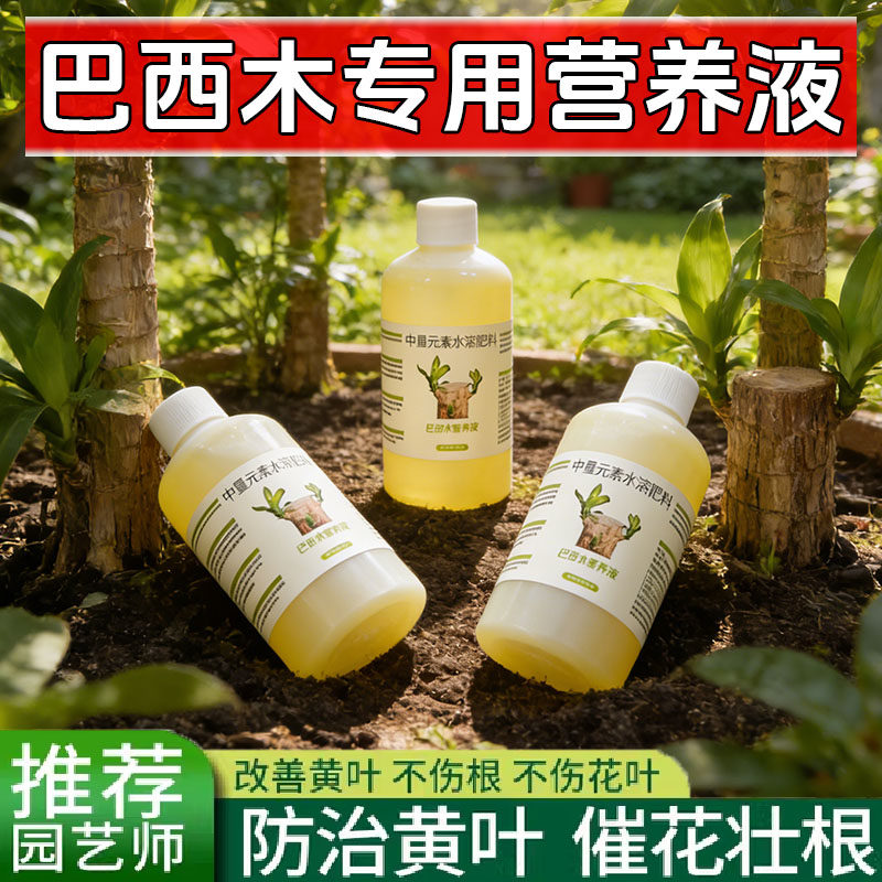 巴西木营养液专用肥料幸运肥