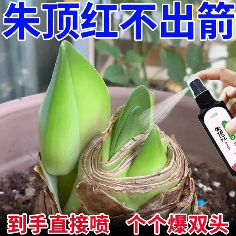 【专治不开花】朱顶红营养液促箭催花剂专用肥延花期花增艳助生长