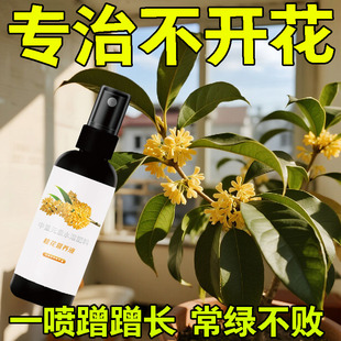开花桂花树专用营养液 桂花树肥料专用肥黄叶干焦尖枯叶病掉叶四季