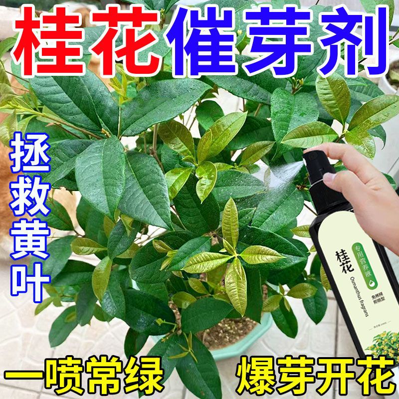 【救活】桂花树专用营养液去干尖焦尖叶子发黄催开花桂花专用肥料 鲜花速递/花卉仿真/绿植园艺 家庭园艺肥料 原图主图