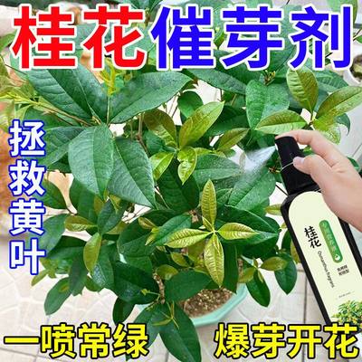 【救活】桂花树专用营养液去干尖焦尖叶子发黄催开花桂花专用肥料