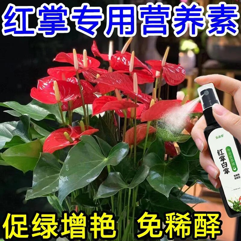 红掌白掌专用肥一帆风顺催花开肥