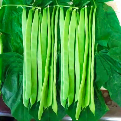 绿龙架豆种子高产早熟宽扁芸豆角种籽阳台基地四季架豆角蔬菜种孑