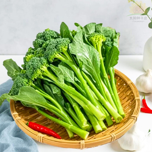 西兰苔种子耐寒速生四季一号新鲜清甜脆嫩西蓝秧苗正宗高产蔬菜籽