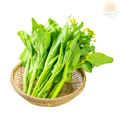 早熟白菜苔种子白菜心种籽香甜早白菜苔菜种阳台庭院蔬菜四季种植