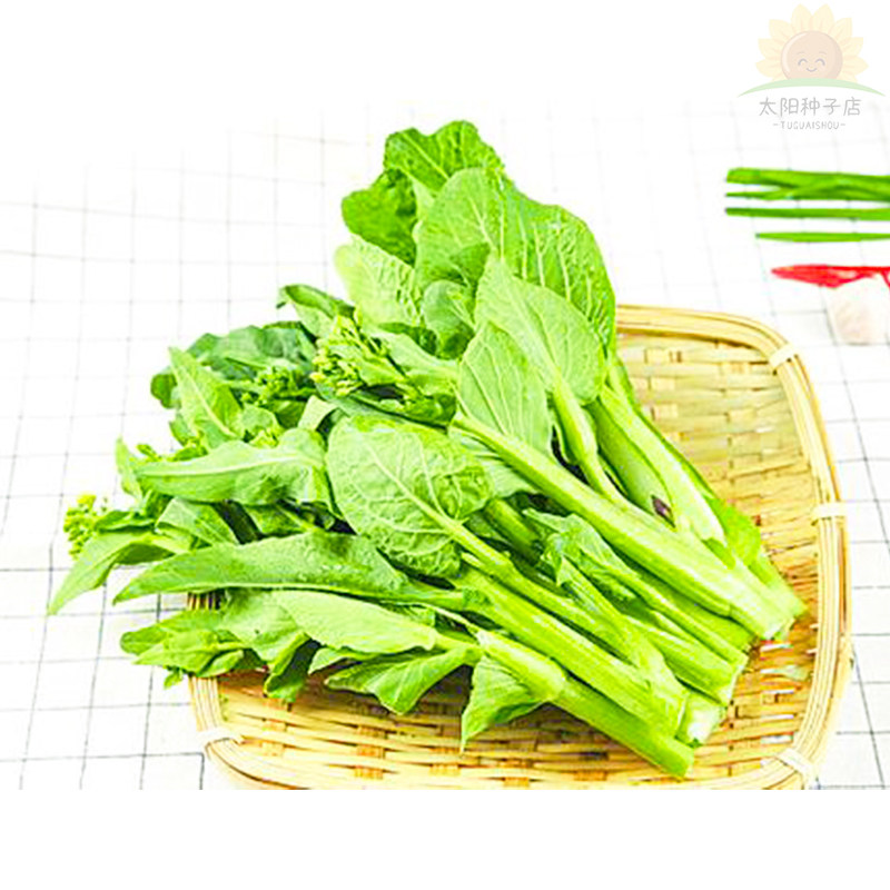 广东四九菜心种子四季播青菜苔种籽香甜油绿菜薹种子农家蔬菜种子