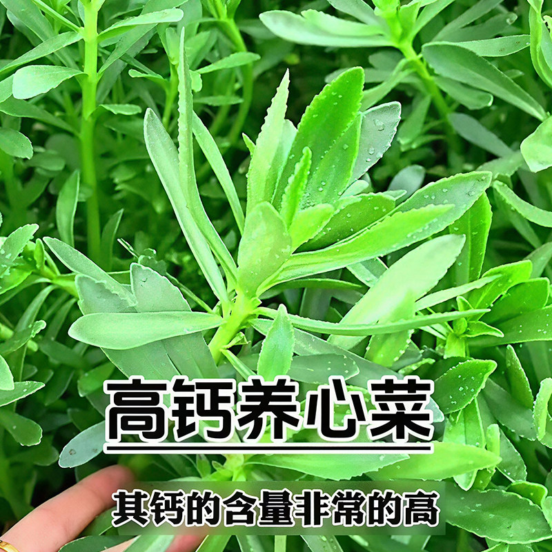 高钙养心菜种子救心菜种子多茬采收可食用野菜种特色药材蔬菜种子