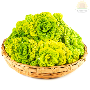 黄心乌塌菜种子乌塌菜雪里金花青菜蔬菜孑白菜黑菜黄心乌塔菜菜籽