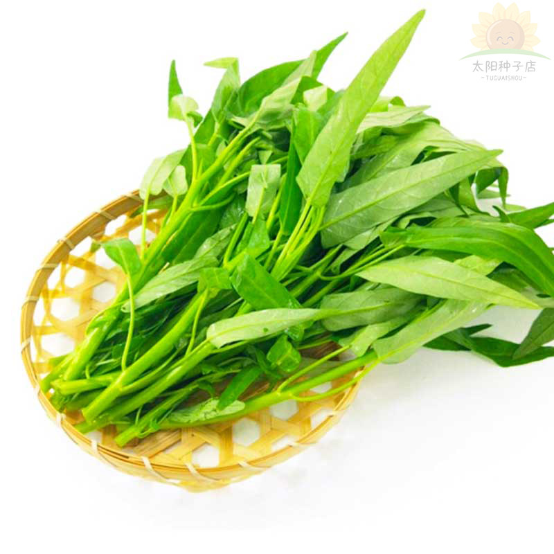 大叶空心菜种子圆叶白梗嫩脆通心菜种籽阳台盆栽高产四季蔬菜种孑